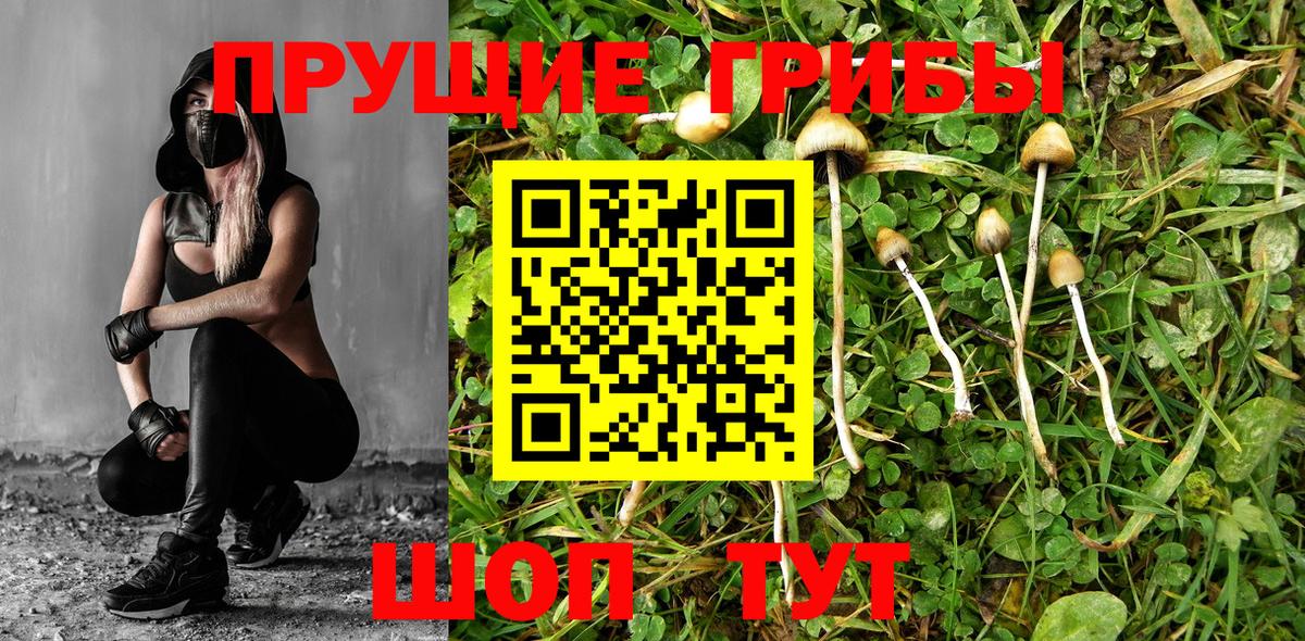 Галлюциногенные грибы Psilocybine cubensis Мичуринск